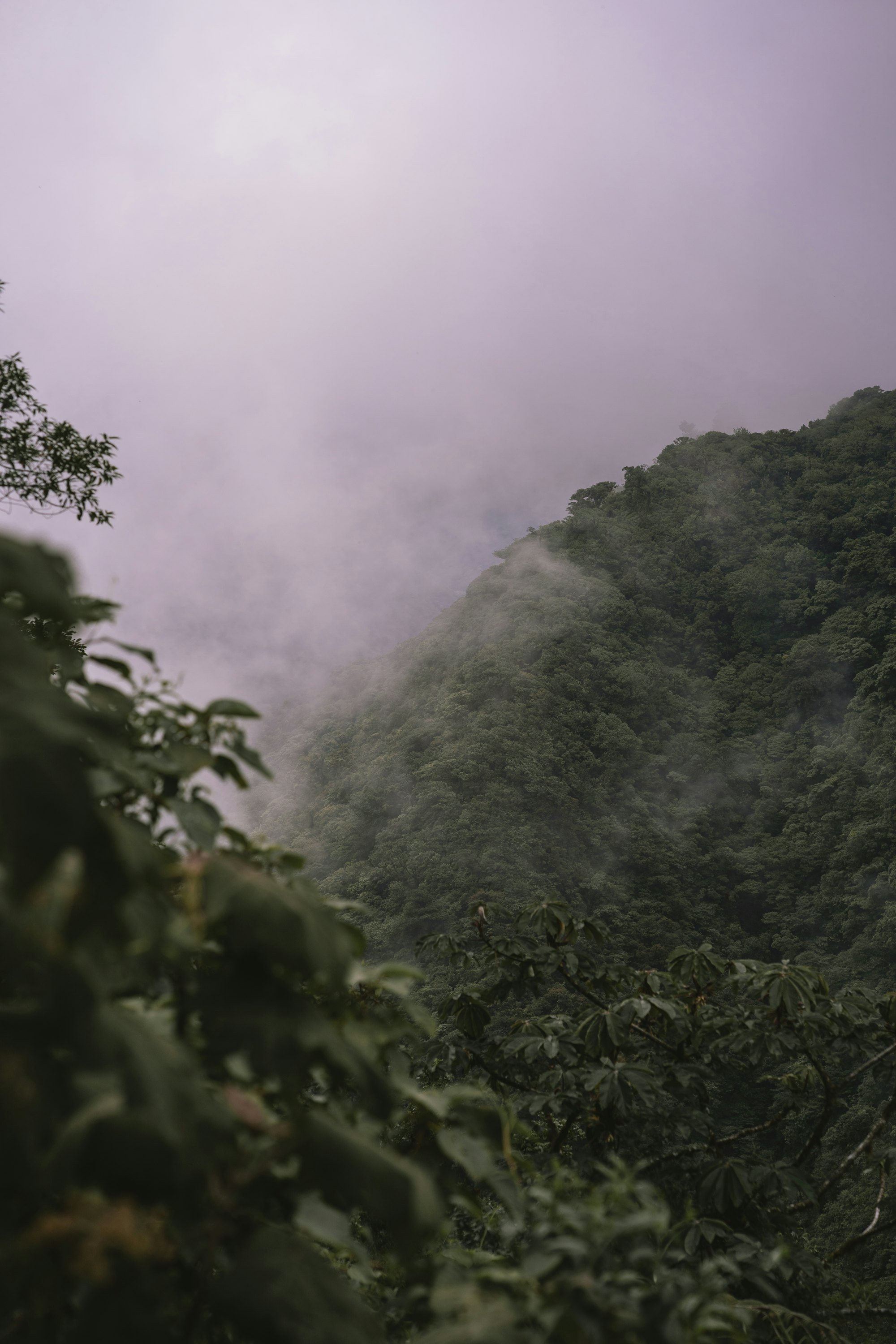 Forested ridge above Nosara in morning mist