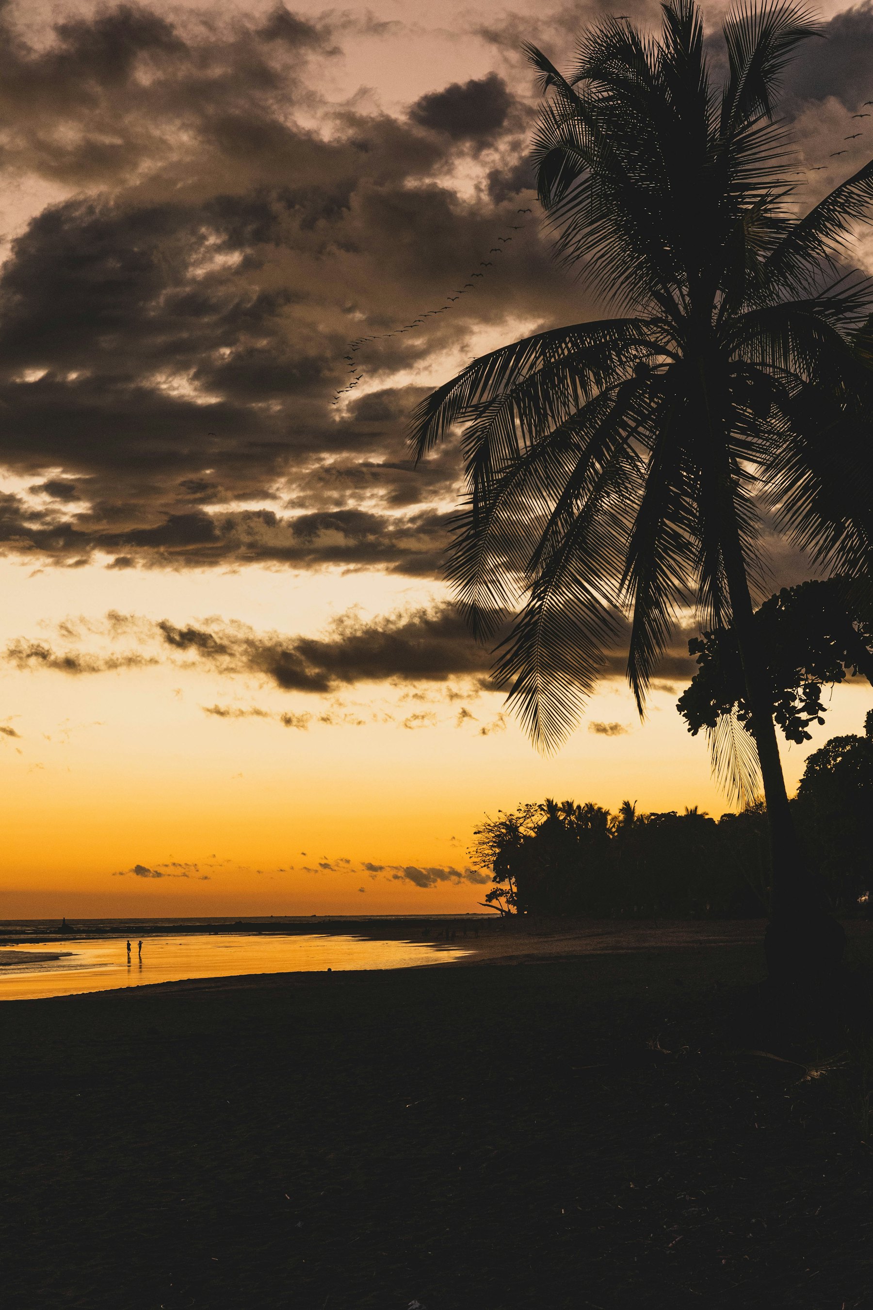 Palms silhouetted against an evening sky
